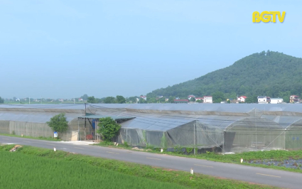 Khuyến c&aacute;o biện ph&aacute;p ph&ograve;ng chống nắng n&oacute;ng cho c&acirc;y trồng 