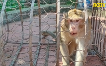 Kiểm l&acirc;m T&acirc;n - Việt - H&ograve;a tiếp nhận 1 c&aacute; thể khỉ 