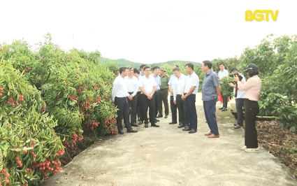 Kiểm tra t&igrave;nh h&igrave;nh thu hoạch v&agrave; ti&ecirc;u thụ vải thiều