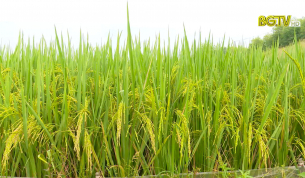 Lựa chọn giống l&uacute;a ph&ugrave; hợp với ch&acirc;n ruộng trũng