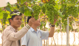L&agrave;m chủ kỹ thuật cho Nho Hạ đen ra quả lệch vụ