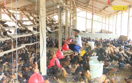 L&agrave;m gi&agrave;u từ trang trại g&agrave;