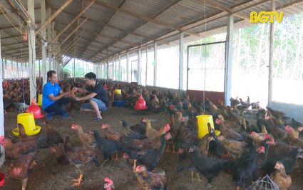 L&agrave;m gi&agrave;u từ trang trại g&agrave; 