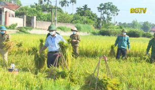 Lạng Giang: Hội CCB tổ chức gặt l&uacute;a cho gia đ&igrave;nh bị c&aacute;ch ly