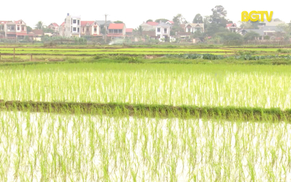 Lạng Giang mở rộng diện t&iacute;ch l&uacute;a chất lượng  