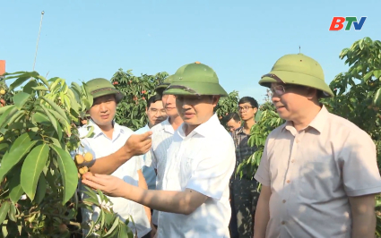 L&atilde;nh đạo tỉnh thăm m&ocirc; h&igrave;nh trồng Vải chất lượng cao x&atilde; Nam Dương