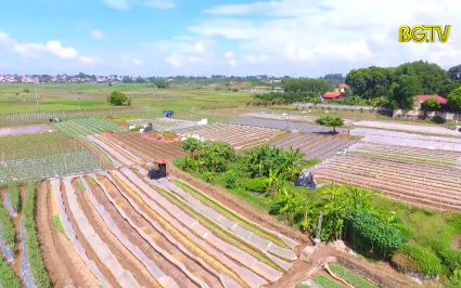 Li&ecirc;n kết chuỗi trong sản xuất vụ đ&ocirc;ng