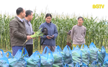Li&ecirc;n kết sản xuất c&acirc;y vụ đ&ocirc;ng: Hướng đi bền vững tại T&acirc;n Y&ecirc;n