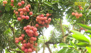 Li&ecirc;n kết sản xuất vải thiều theo hướng hữu cơ