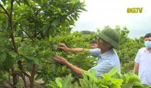 Lục Nam đẩy mạnh ứng dụng KHKT sản xuất na h&agrave;ng h&oacute;a