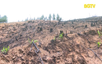 Lục Nam: Đối tượng ngang nhi&ecirc;n ph&aacute; hơn 10 ha rừng tự nhi&ecirc;n