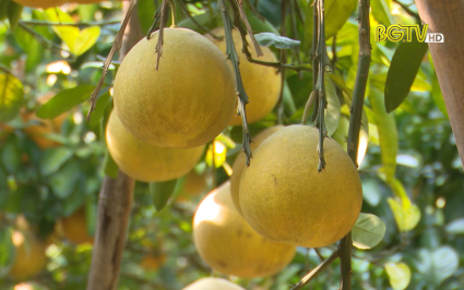 Lục Nam mở rộng diện t&iacute;ch Bưởi đ&agrave;o đường 