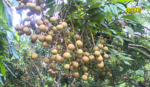 Lục Nam: N&acirc;ng cao chất lượng sản phẩm nh&atilde;n Lục Sơn