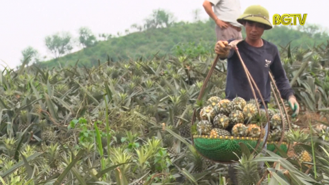 Lục Nam: Người n&ocirc;ng d&acirc;n phấn khởi v&igrave; được m&ugrave;a dứa