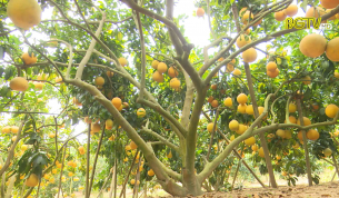 Lục Nam: Ph&aacute;t triển c&acirc;y ăn quả an to&agrave;n vệ sinh thực phẩm