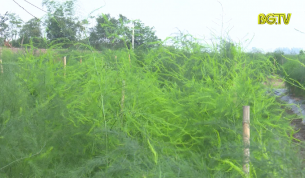 Lục Nam ph&aacute;t triển c&acirc;y măng t&acirc;y xanh theo hướng chuy&ecirc;n canh