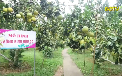 Lục Ngạn: Chuẩn bị c&aacute;c điều kiện đ&oacute;n du kh&aacute;ch m&ugrave;a cam, bưởi