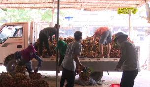 Lục Ngạn đảm bảo điều kiện ti&ecirc;u thụ vải thiều