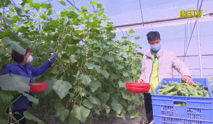 Lục Ngạn: Đẩy mạnh sản xuất n&ocirc;ng nghiệp theo hướng hữu cơ, bền vững
