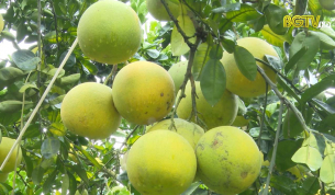 Lục Ngạn đẩy mạnh th&acirc;m canh c&acirc;y ăn quả c&oacute; m&uacute;i