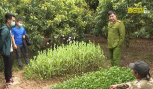 Lục Ngạn ph&aacute;t hiện nhiều vụ việc trồng c&acirc;y c&oacute; chứa chất ma t&uacute;y