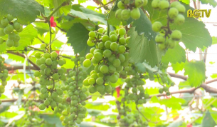 Mạnh dạn đưa Nho Hạ Đen v&agrave;o trồng