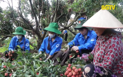M&agrave;u xanh t&igrave;nh nguyện tr&ecirc;n v&ugrave;ng vải thiều 