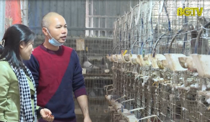 M&ocirc; h&igrave;nh nu&ocirc;i chim bồ c&acirc;u cho thu nhập tiền tỷ mỗi năm