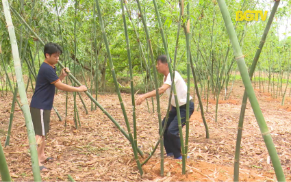 Mở rộng diện t&iacute;ch măng Lục Tr&uacute;c đảm bảo điều kiện xuất khẩu 