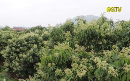 M&ugrave;a hoa Lục Ngạn 