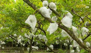 Na Lục Nam v&agrave;o vụ mới