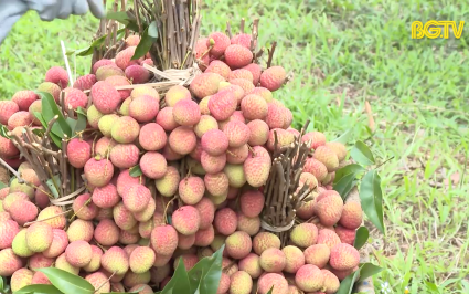 N&acirc;ng cao chất lượng, đa dạng thị trường, phương thức ti&ecirc;u thụ vải thiều 