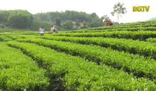 N&acirc;ng cao chất lượng thương hiệu Ch&egrave; Y&ecirc;n Thế