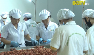 N&acirc;ng cao chất lượng ti&ecirc;u ch&iacute; bảo hộ chỉ dẫn địa l&yacute; vải thiều Lục Ngạn