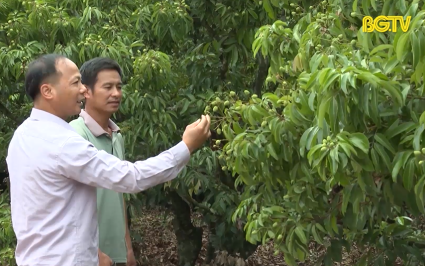 N&acirc;ng cao chất lượng mở rộng thị trường xuất khẩu vải thiều