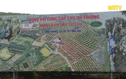 N&acirc;ng cao chất lượng vải thiều xuất khẩu 