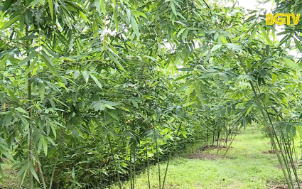 N&acirc;ng cao chất lượng v&ugrave;ng nguy&ecirc;n liệu sản phẩm Ocop 