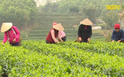 N&acirc;ng cao gi&aacute; trị c&acirc;y ch&egrave; Y&ecirc;n Thế
