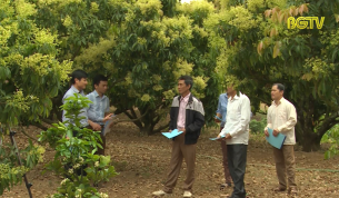 N&acirc;ng cao kiến thức sản xuất vải thiều xuất Nhật