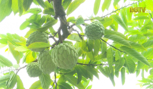 N&acirc;ng chất lượng v&ugrave;ng Na dai đặc trưng