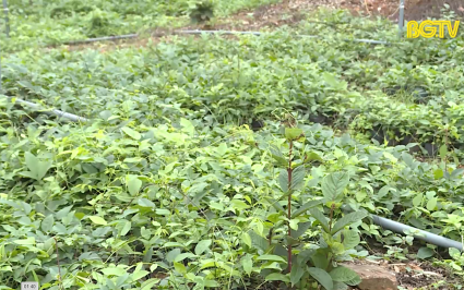 N&acirc;ng tầm thương thiệu s&acirc;m Nam n&uacute;i D&agrave;nh