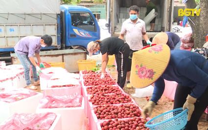 Ng&agrave;y 10-7 sẽ cơ bản thu hoạch xong to&agrave;n bộ diện t&iacute;ch vải thiều