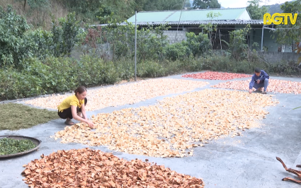 Nghề l&agrave;m thuốc Nam của người d&acirc;n tộc Dao ở Sơn Động