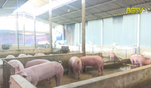 Người chăn nu&ocirc;i lợn gặp kh&oacute;