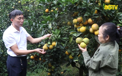 Người n&ocirc;ng d&acirc;n t&acirc;m huyết với n&ocirc;ng trại cam hữu cơ 