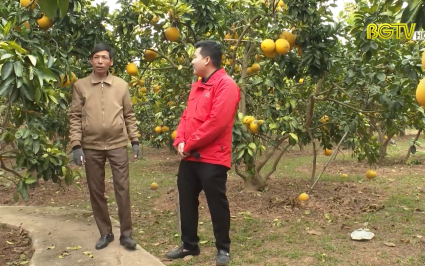 Người n&ocirc;ng d&acirc;n tuổi M&atilde;o th&agrave;nh c&ocirc;ng từ m&ocirc; h&igrave;nh bưởi hữu cơ