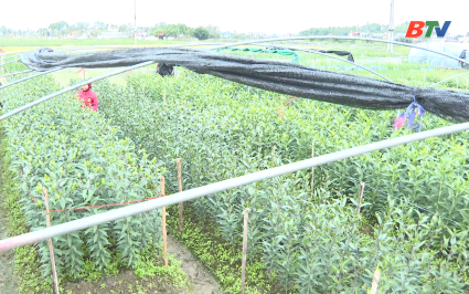 Người trồng hoa tăng cường biện ph&aacute;p ph&ograve;ng chống r&eacute;t 