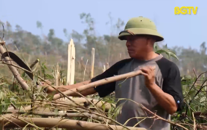 Người trồng rừng Sơn Động tập trung khắc phục hậu quả mưa b&atilde;o
