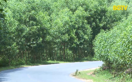 Nguy cơ từ trồng keo tr&ecirc;n đất h&agrave;nh lang đường bộ 