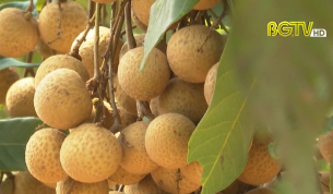 Nh&atilde;n được m&ugrave;a, mất gi&aacute;